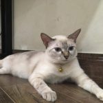 Ảnh hồ sơ của Đặng Quốc Việt